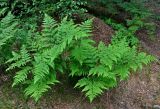 Pteridium pinetorum. Вегетирующие растения. Московская обл., Орехово-Зуевский р-н, долина р. Нерская, сосново-лиственный лес. 14.06.2018.