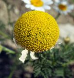 Anthemis altissima