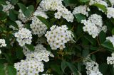 Spiraea &times; vanhouttei