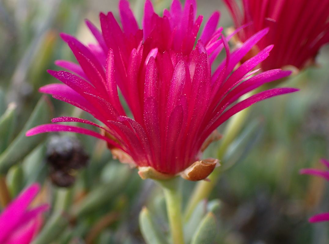 Image of Lampranthus falcatus specimen.