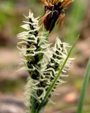 Carex nigra. Женские соцветия. Окрестности Архангельска, сырая лесная дорога. 9 июня 2010 г.