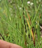 Dianthus pseudoserotinus