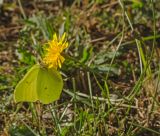 Scorzoneroides autumnalis. Верхушки побегов с нераскрывшимся и цветущим соцветиями и питающейся лимонницей (Gonepteryx rhamni). Пермский край, пос. Юго-Камский, обочина дороги. 12 сентября 2018 г.