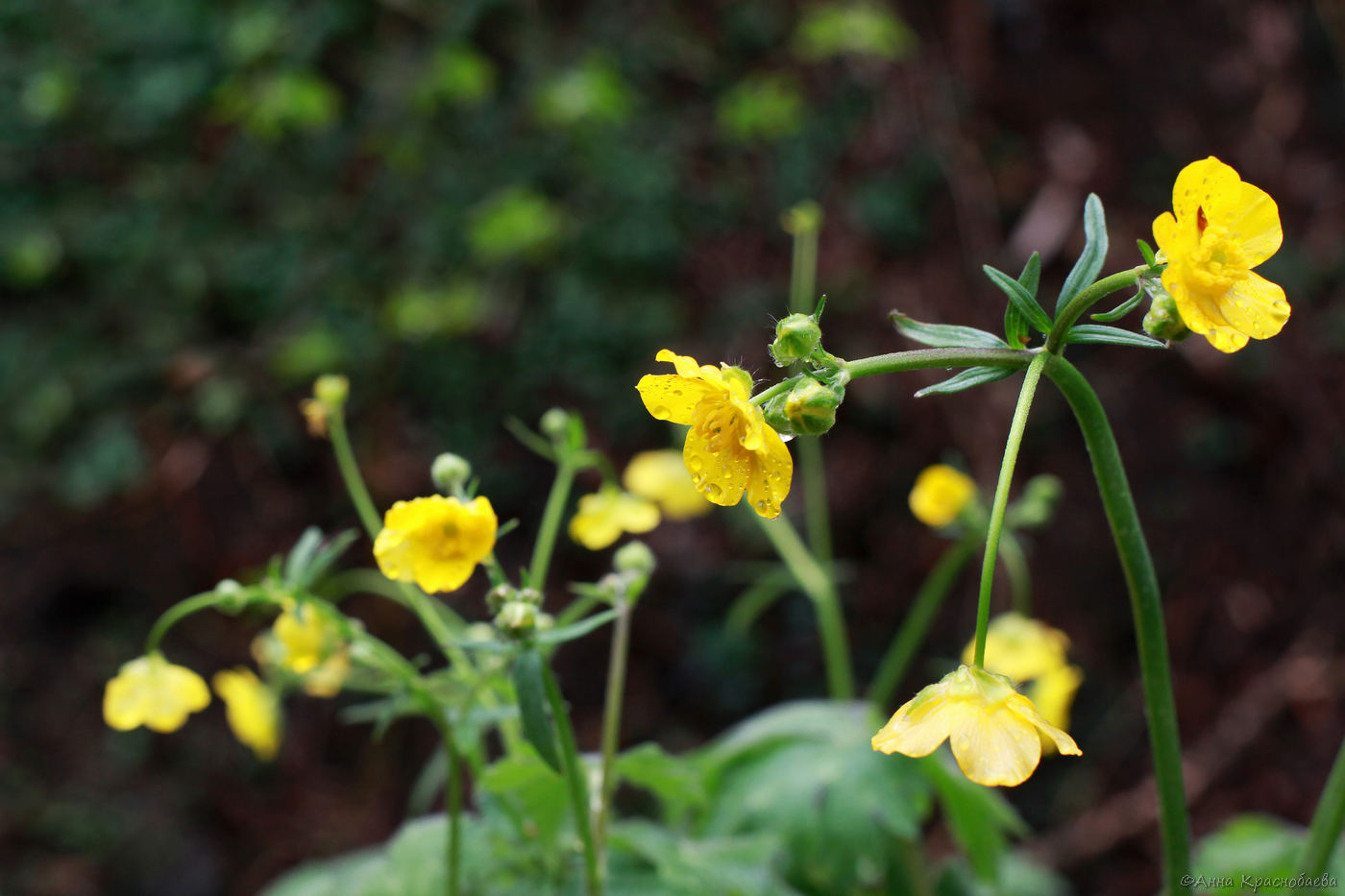 Изображение растения Ranunculus grandiflorus.