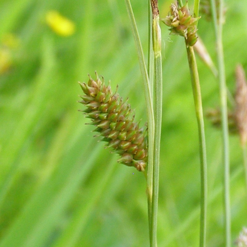 Изображение особи Carex distans.