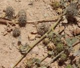 Medicago polymorpha