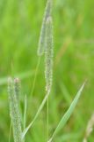 Phleum pratense