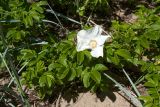 Rosa rugosa