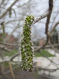 Populus tremuloides