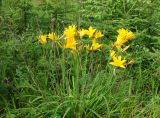 Hemerocallis middendorffii