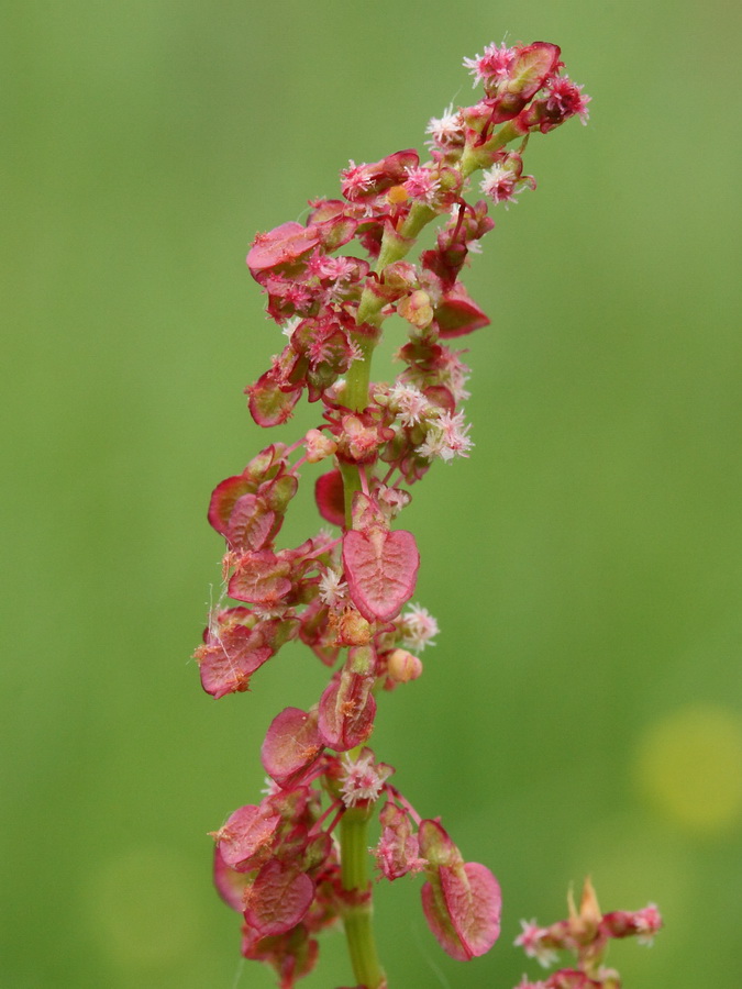 Изображение особи Rumex acetosa.