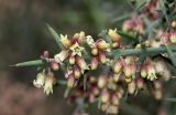 Colletia spinosissima