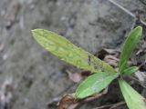 Cirsium setosum. Лист, поражённый вирусом. Краснодарский край, Абинский р-н, окр. ст-цы Холмская, берег р. Хабль. 24.05.2020.