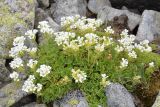 Saxifraga cymosa