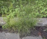 Equisetum arvense