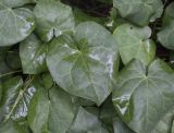 Hedera colchica