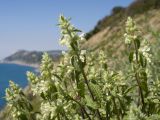 Stachys pubescens. Верхушки побегов с соцветиями. Краснодарский край, м/о Анапа, окр. пос. Бол. Утриш, гора Солдатская, приморский склон, щебнистая осыпь. 09.05.2022.