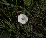 Convolvulus arvensis