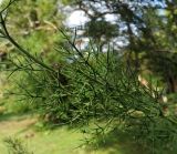 Colletia spinosissima. Верхушка веточки. Абхазия, г. Сухум, Сухумский ботанический сад. 25.09.2022.