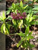 Kalmia angustifolia