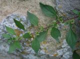 Parietaria diffusa. Верхушка растения с соцветиями. Сан-Марино. 22.06.2010.