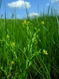 Ranunculus sceleratus