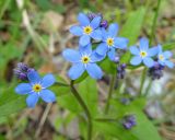 Myosotis palustris. Цветки. Московская обл., ГО Подольск, мкр-н Климовск, лес. 09.05.2023.