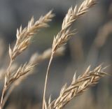 Festuca richardsonii