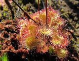 Drosera rotundifolia