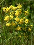 Genista germanica. Цветущее растение (высота 20 см). Украинские Карпаты, Свалявский район, поляна на вершине горы Ясенивка. 30 мая 2011 г.