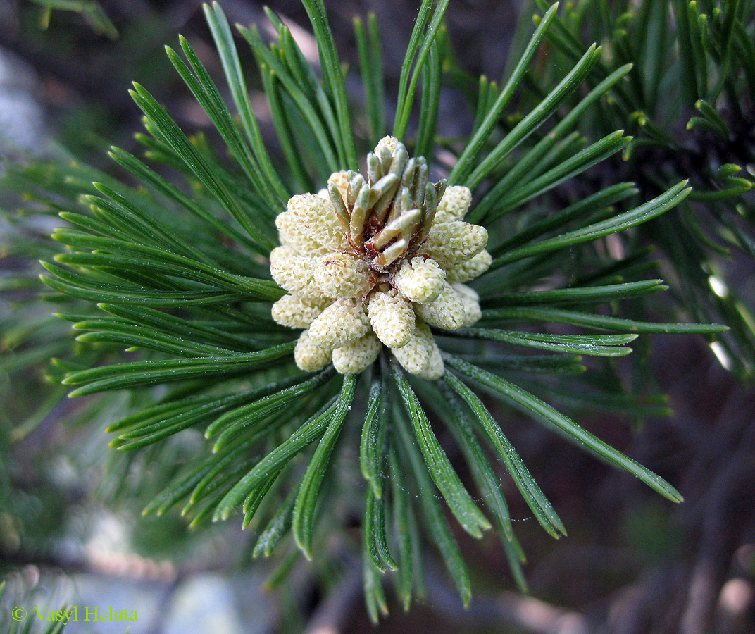 Изображение особи Pinus mugo.