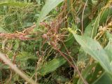 Cuscuta europaea