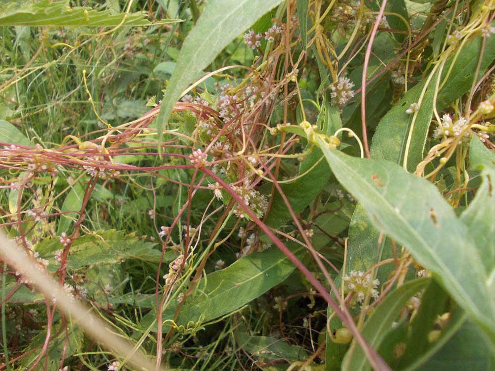 Изображение особи Cuscuta europaea.