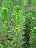 Myriophyllum verticillatum