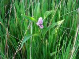 Persicaria amphibia