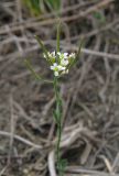 Arabidopsis thaliana