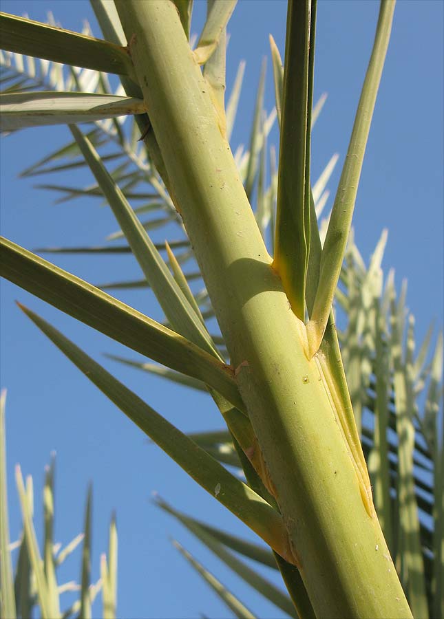 Image of Phoenix dactylifera specimen.