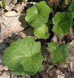 Tussilago farfara