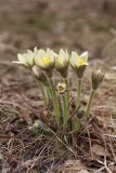 Pulsatilla orientali-sibirica. Цветущее растение. Иркутская обл., Шелеховский р-н, о.п. \"Дачная\", смешанный лес на берегу р.Олха. 11.05.2013.