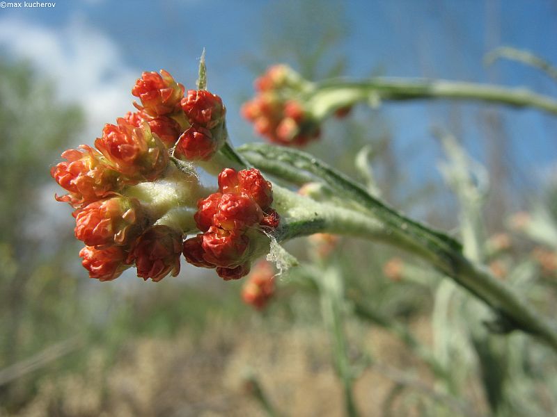 Image of Helichrysum arenarium specimen.