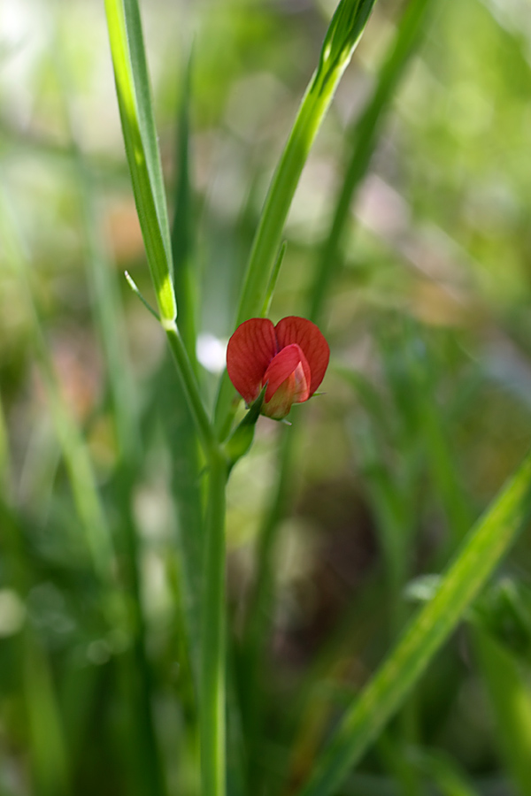 Изображение особи Lathyrus cicera.