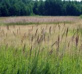 Calamagrostis epigeios