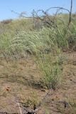 genus Stipa. Зацветающее растение. Южный Казахстан, восточная граница пустыни Кызылкум. 07.05.2013.
