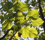 Paulownia fargesii