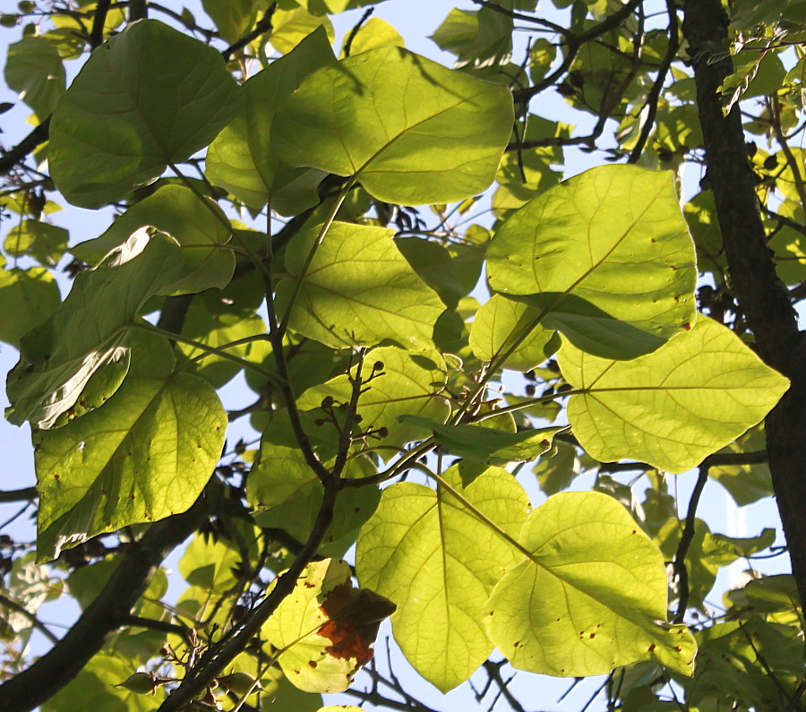 Изображение особи Paulownia fargesii.