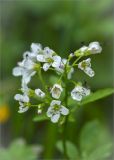 Cardamine amara. Соцветие с сидящими мухами. Ленинградская обл., Кингисеппский р-н, окр. оз. Глубокое. 26.05.2013.