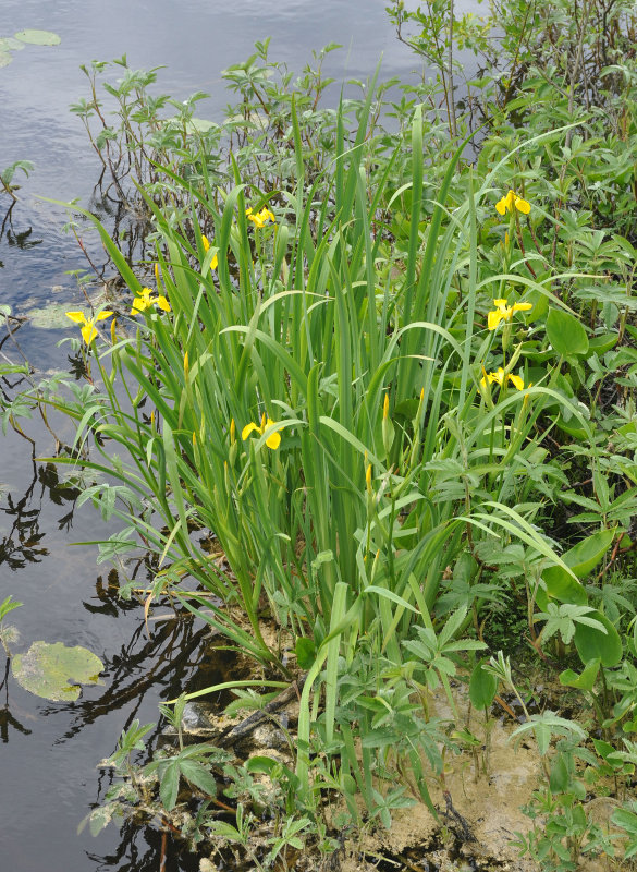 Изображение особи Iris pseudacorus.