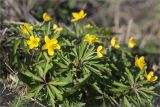 Anemone ranunculoides. Верхушки цветущих растений. Санкт-Петербург, Петергоф, Луговой парк. 20.04.2014.