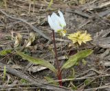 Erythronium sibiricum