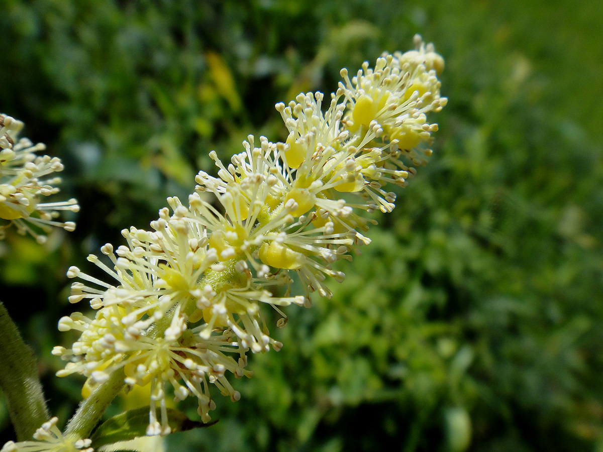 Изображение особи Cimicifuga foetida.